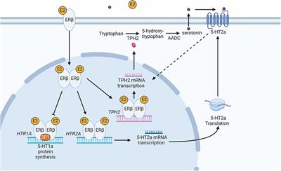 Frontiers Recent advances in understanding adverse effects